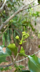 Coptosperma