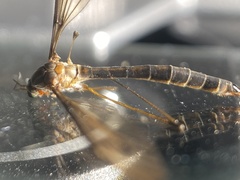 Tipula marginella