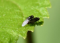 Coenosia atra