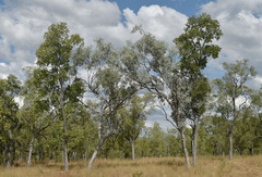 Eucalyptus microneura