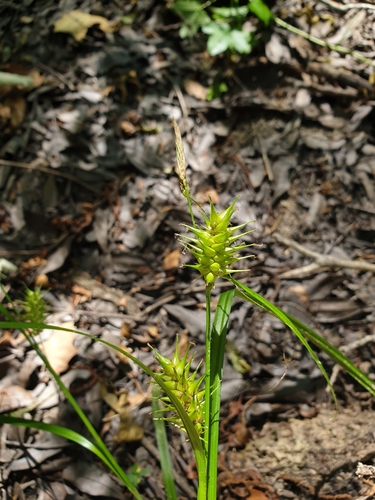 Image of Carex gigantea by (c) Étienne Léveillé-Bourret, some rights reserved (CC BY)