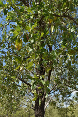 Terminalia platyptera