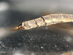 Tipula marginella