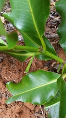 Canephora