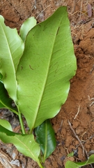 Canephora
