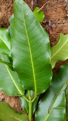 Canephora