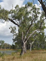 Eucalyptus leptophleba