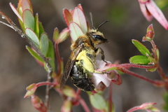 Andrena nivalis