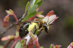 Andrena nivalis