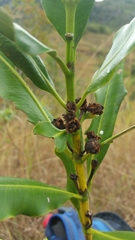 Canephora