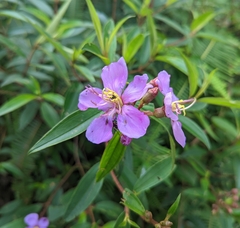 Melastoma malabathricum