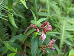 Melastoma malabathricum