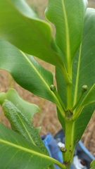 Canephora