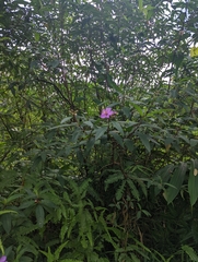 Melastoma malabathricum