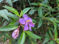 Melastoma malabathricum