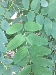 Robinia
