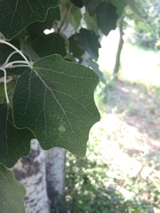 Populus
