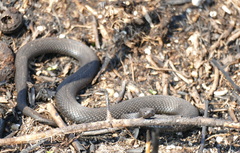 Vipera nikolskii
