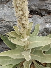 Verbascum giganteum