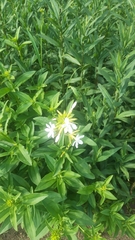 Saponaria officinalis