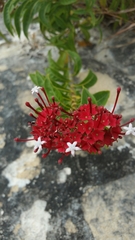 Paracarphalea angulata image
