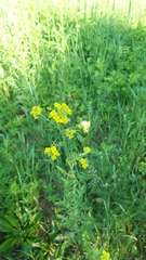 Sisymbrium loeselii