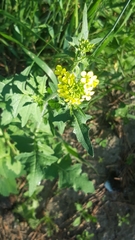 Sisymbrium loeselii