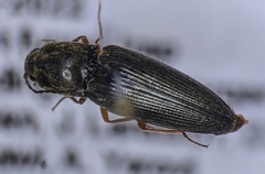 Cardiophorus convexus