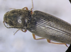 Cardiophorus convexus