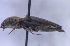 Cardiophorus convexus