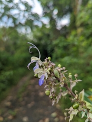 Rotheca