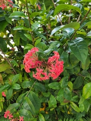 Ixora
