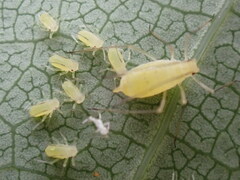 Illinoia liriodendri