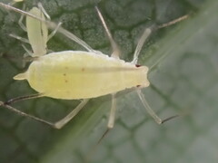 Illinoia liriodendri