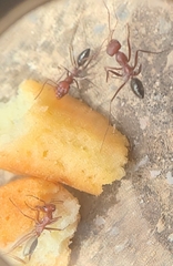 Cataglyphis nodus