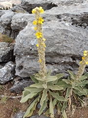 Verbascum giganteum