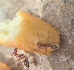 Cataglyphis nodus