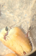 Cataglyphis nodus