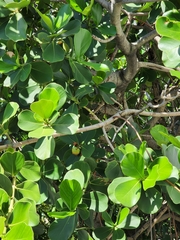 Clusia rosea