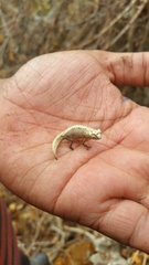 Leaf Chameleon photo 2
