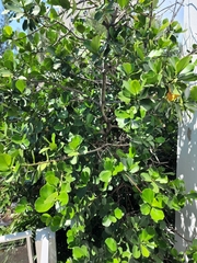 Clusia rosea