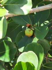 Clusia rosea