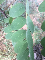Robinia