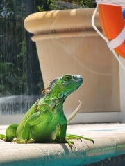Iguana iguana