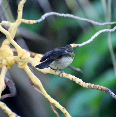 Coereba flaveola