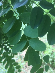Robinia