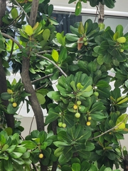 Angiospermae
