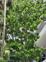 Angiospermae