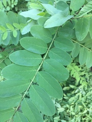 Robinia