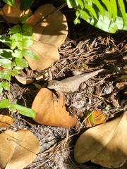 Leiocephalus carinatus